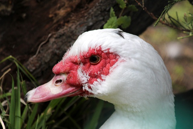 挥超水平 挥超水平